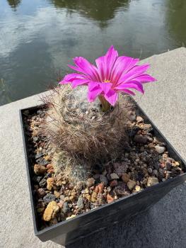 Preview: Mammillaria guelzowiana